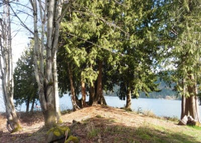 Trees on Lake Whatcom Waterfront property